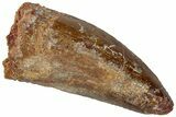 Serrated, Carcharodontosaurus Tooth - Real Dinosaur Tooth #311035-1